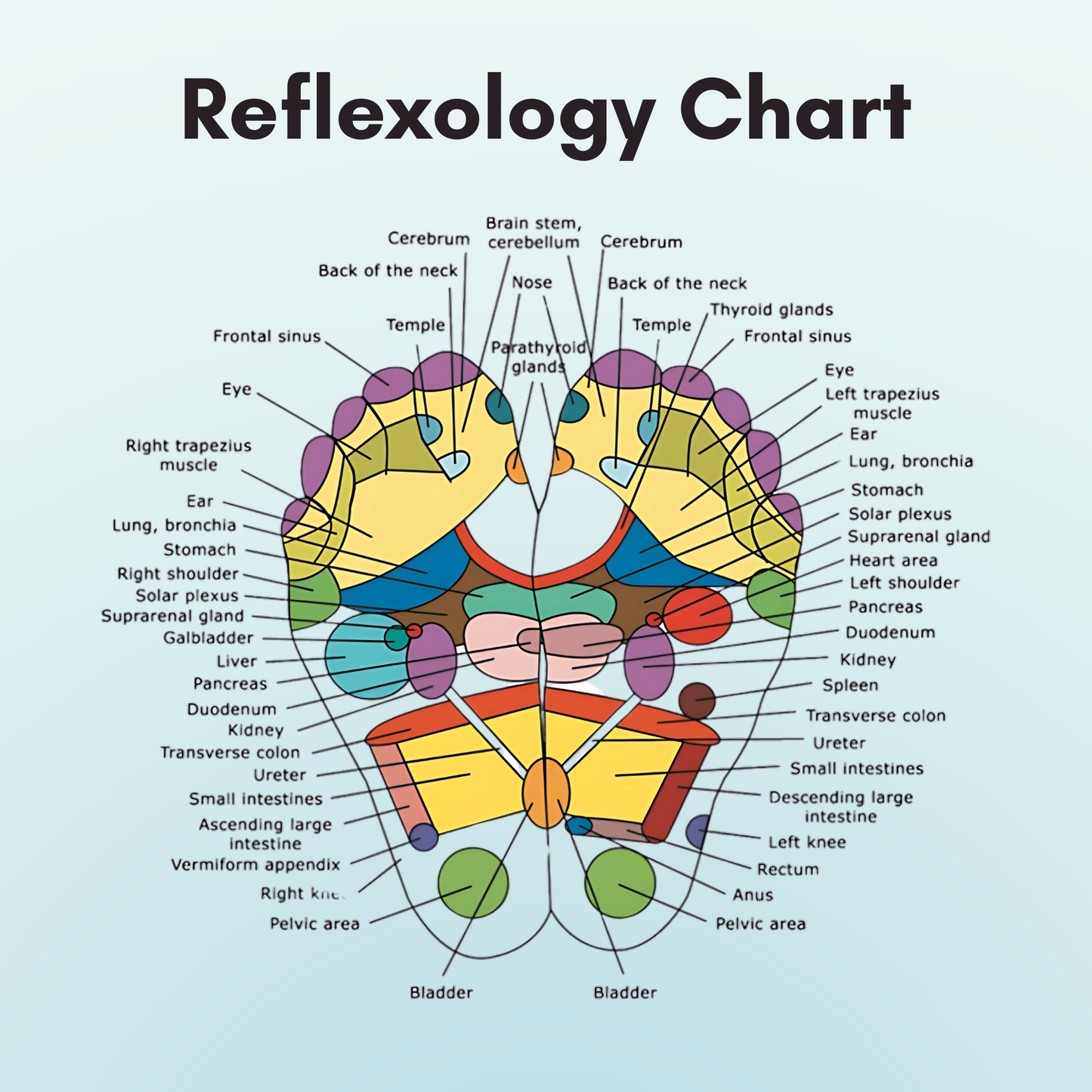 Refkex Therapy Socks